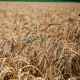 Чувашия впервые экспортировала большую партию пшеницы в Латвию