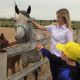 Следственный комитет Чувашии исполняет детские мечты: визит в конно-спортивную школу