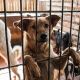 В Чебоксарах расширят приют для животных приют для собак 