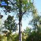 «Дуб Петра Великого» из Чувашии борется за звание «Российское дерево года — 2024»