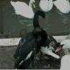 В Чебоксарском заливе появятся черные лебеди