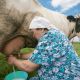 Сокращение поголовья коров в ЛПХ Чувашии в 2020 году составило менее 1% Меры господдержки 