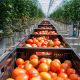В теплицах Чувашии овощей собрали в 1,2 раза больше, чем в прошедшем году