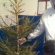Незаконно вырубил ель и весело ехал с женой: в Аликовском районе задержан любитель крушить лесопосадки вырубка деревьев 