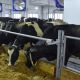 В Чувашии открыли первую роботизированную молочно-товарную ферму