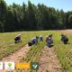 «Посади лес» приглашает россиян пройти Школу лесных волонтеров волонтеры экология 