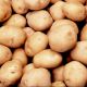 В рамках выставки семенной картофель продадут без посредников МТВ-центр Выставка картофель 