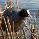 Окольцованная лысуха впервые добыта в Чувашии Птица года 