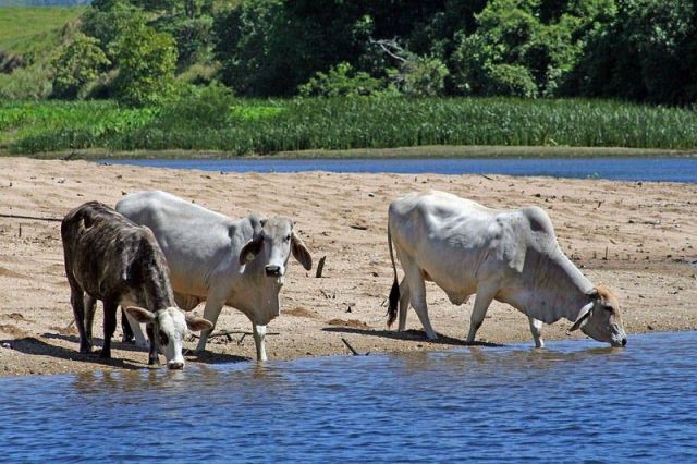 Индийские горбатые коровы. Фото автора